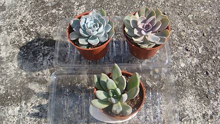 1126 (1).JPG 1126 (1).JPG