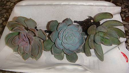 1126 (2).JPG 1126 (2).JPG