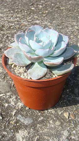 1129 (3).JPG 1129 (3).JPG