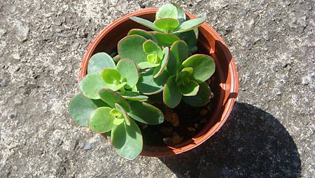 1211 (1).JPG 1211 (1).JPG