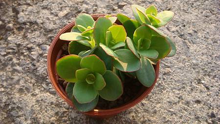 1218 (6).JPG 1218 (6).JPG