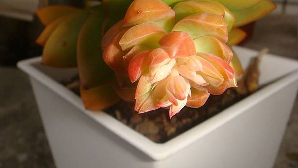 1226 (3).JPG 1226 (3).JPG