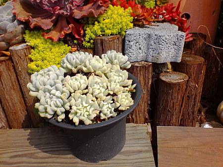 IMG_20160215_122011.jpg IMG_20160215_122011.jpg