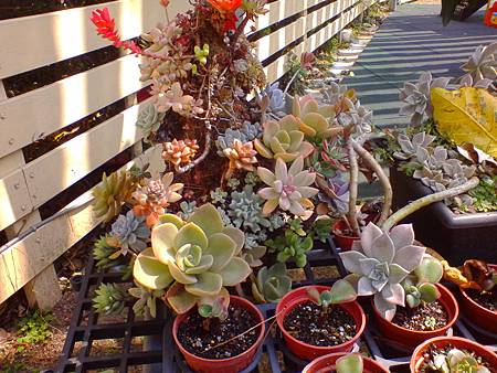 IMG_20160215_123031.jpg IMG_20160215_123031.jpg