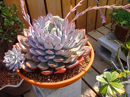 IMG_20160215_123134.jpg IMG_20160215_123134.jpg