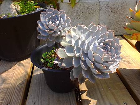 IMG_20160215_123148.jpg IMG_20160215_123148.jpg