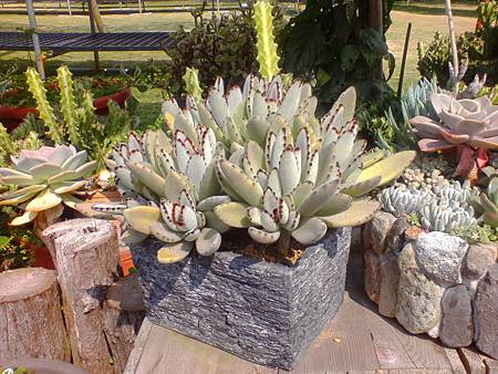 IMG_20160215_124905.jpg IMG_20160215_124905.jpg