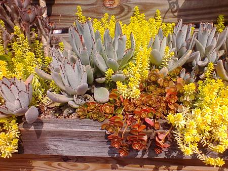 IMG_20160215_124915.jpg IMG_20160215_124915.jpg