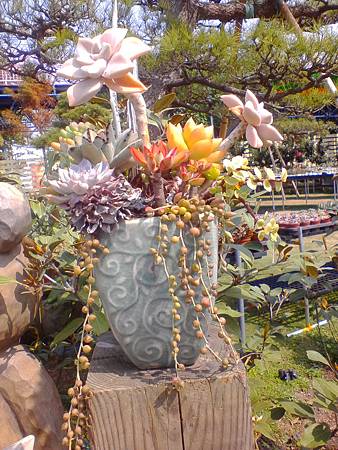 IMG_20160215_124956.jpg IMG_20160215_124956.jpg