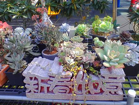 IMG_20160215_125201.jpg IMG_20160215_125201.jpg