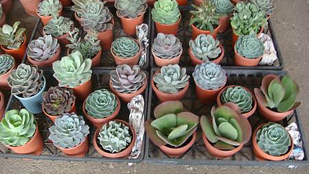 DSC05233.JPG DSC05233.JPG