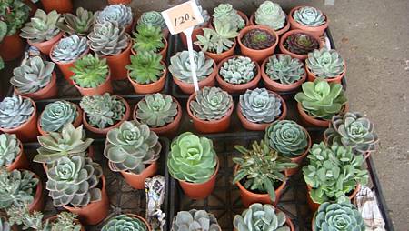 DSC05234.JPG DSC05234.JPG