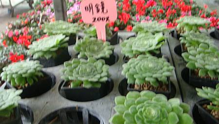 DSC05235.JPG DSC05235.JPG