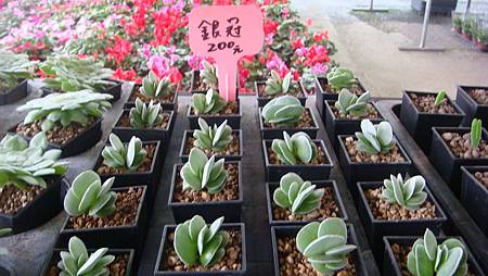 DSC05236.JPG DSC05236.JPG