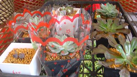 DSC05237.JPG DSC05237.JPG