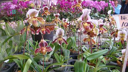 DSC05238.JPG DSC05238.JPG