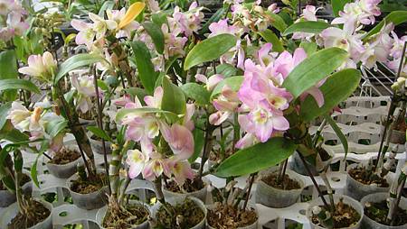 DSC05240.JPG DSC05240.JPG