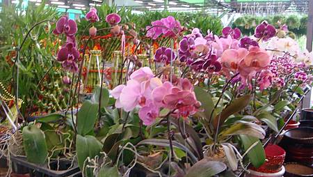 DSC05242.JPG DSC05242.JPG