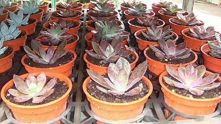 DSC05245.JPG DSC05245.JPG