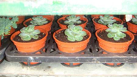 DSC05246.JPG DSC05246.JPG