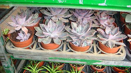 DSC05250.JPG DSC05250.JPG