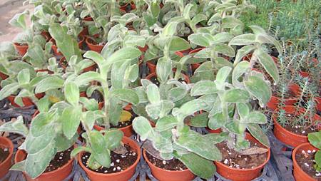 DSC05251.JPG DSC05251.JPG