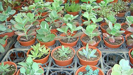 DSC05252.JPG DSC05252.JPG