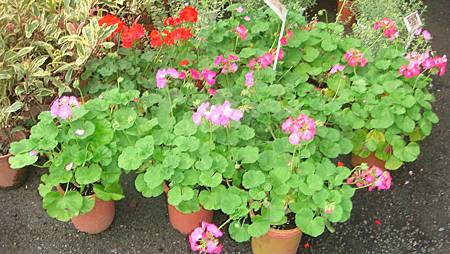 DSC05254.JPG DSC05254.JPG