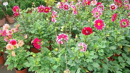 DSC05255.JPG DSC05255.JPG