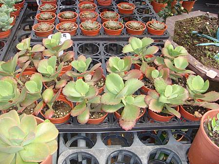 DSC06061.JPG DSC06061.JPG