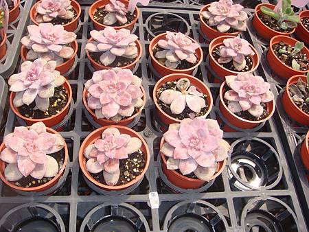 DSC06062.JPG DSC06062.JPG