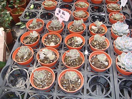 DSC06064.JPG DSC06064.JPG