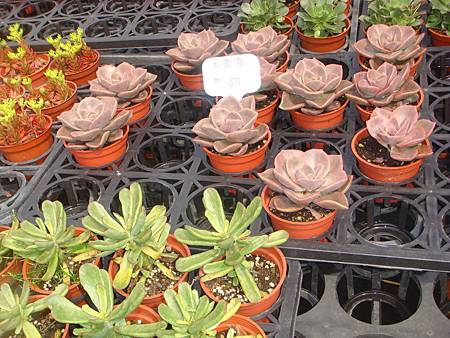 DSC06065.JPG DSC06065.JPG