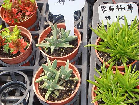 DSC06066.JPG DSC06066.JPG