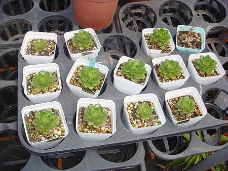 DSC06067.JPG DSC06067.JPG