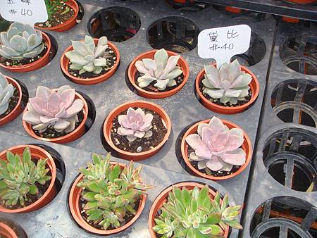 DSC06068.JPG DSC06068.JPG