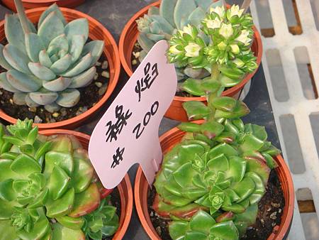 DSC06079.JPG DSC06079.JPG