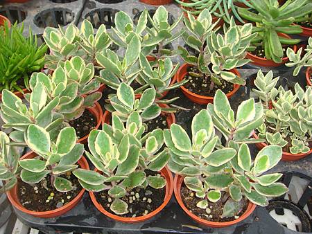 DSC06092.JPG DSC06092.JPG