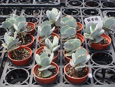 DSC06116.JPG DSC06116.JPG