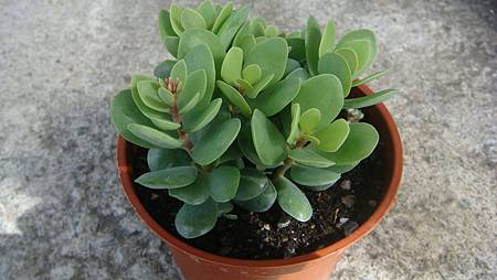 01 (1).JPG 01 (1).JPG