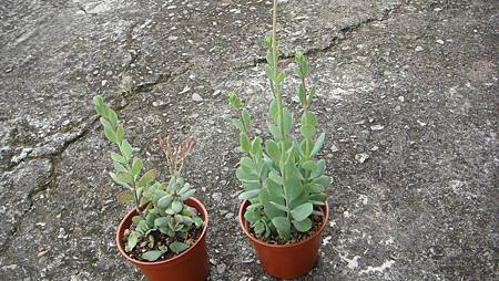 DSC07347.JPG DSC07347.JPG