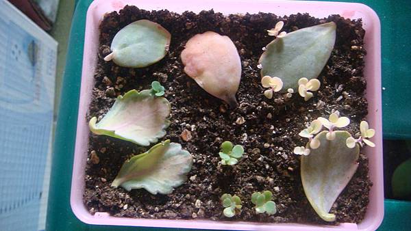 DSC08323.JPG DSC08323.JPG