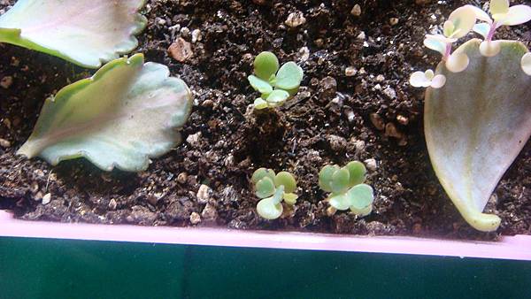 DSC08324.JPG DSC08324.JPG