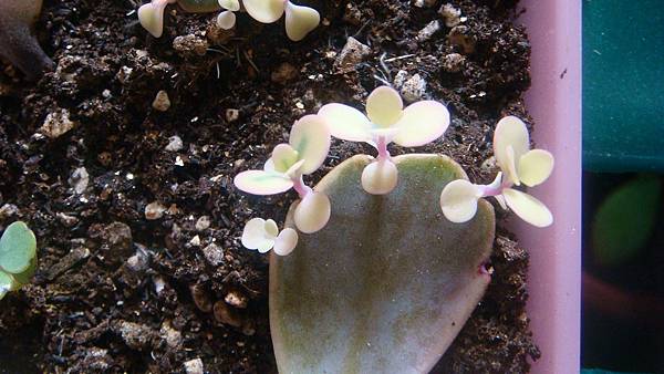 DSC08325.JPG DSC08325.JPG