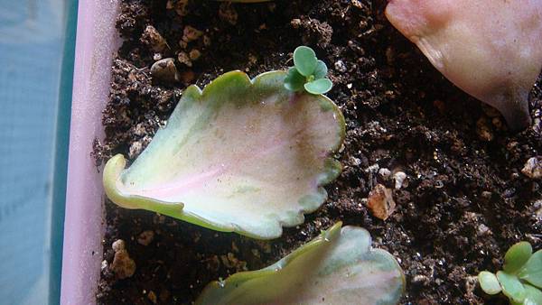 DSC08327.JPG DSC08327.JPG