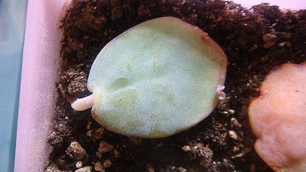 DSC08328.JPG DSC08328.JPG