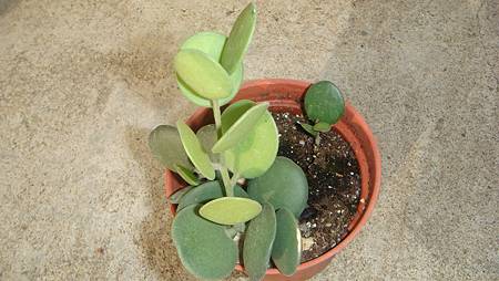 DSC04509.JPG DSC04509.JPG