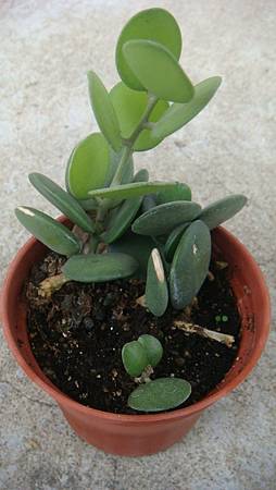 DSC04775.JPG DSC04775.JPG