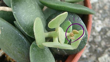 DSC06897.JPG DSC06897.JPG