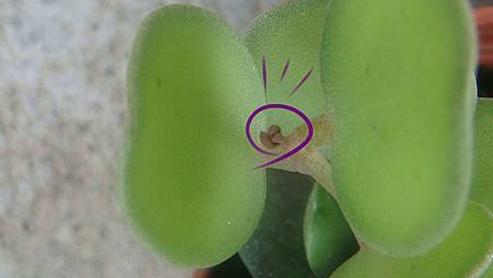 DSC07531.JPG DSC07531.JPG